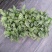 大量供应优质室内观叶绿植小盆栽用苗翠叶竹芋穴盘苗