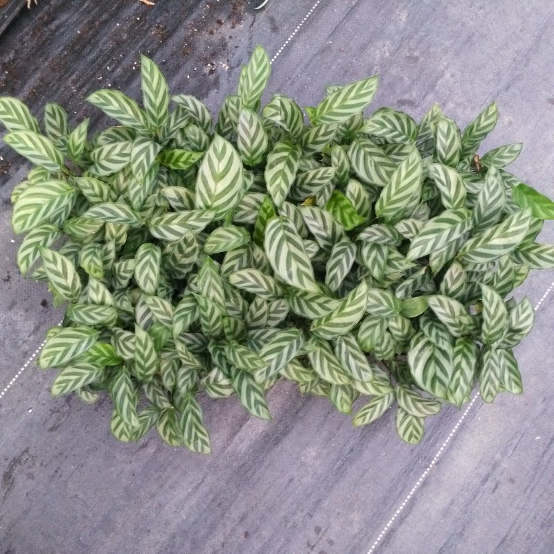 大量供应优质室内观叶绿植小盆栽用苗翠叶竹芋穴盘苗