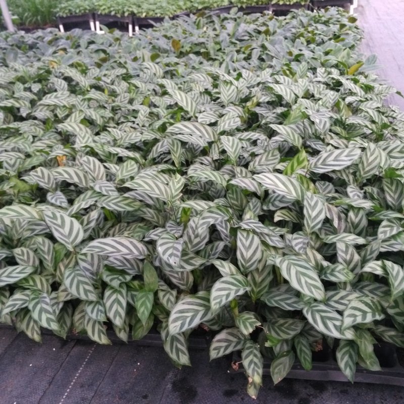 大量供应优质室内观叶绿植小盆栽用苗翠叶竹芋穴盘苗