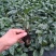 大量供应优质室内观叶绿植小盆栽用苗翠叶竹芋穴盘苗
