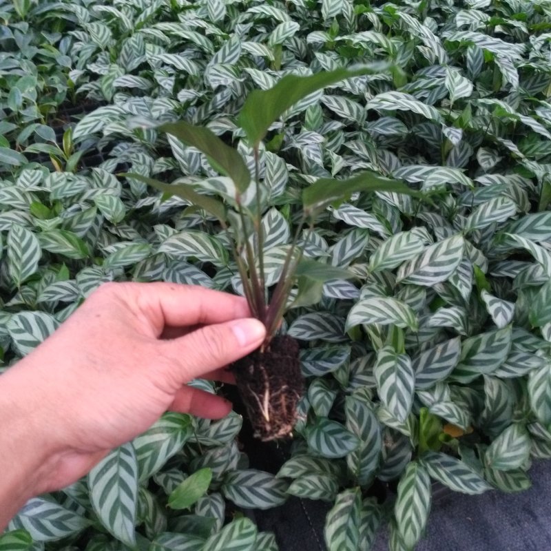 大量供应优质室内观叶绿植小盆栽用苗翠叶竹芋穴盘苗