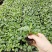 大量供应优质室内观叶绿植小盆栽用苗翠叶竹芋穴盘苗