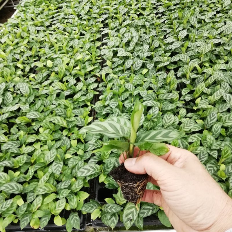 大量供应优质室内观叶绿植小盆栽用苗翠叶竹芋穴盘苗