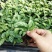 大量供应优质室内观叶绿植小盆栽用苗翠叶竹芋穴盘苗