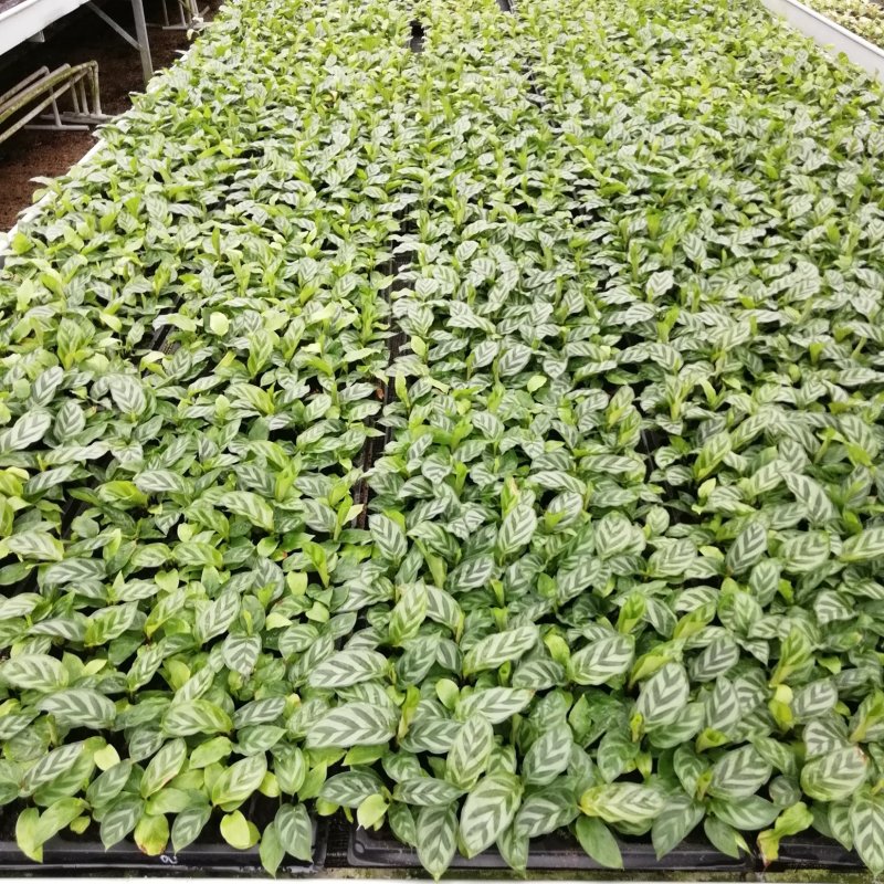 大量供应优质室内观叶绿植小盆栽用苗翠叶竹芋穴盘苗