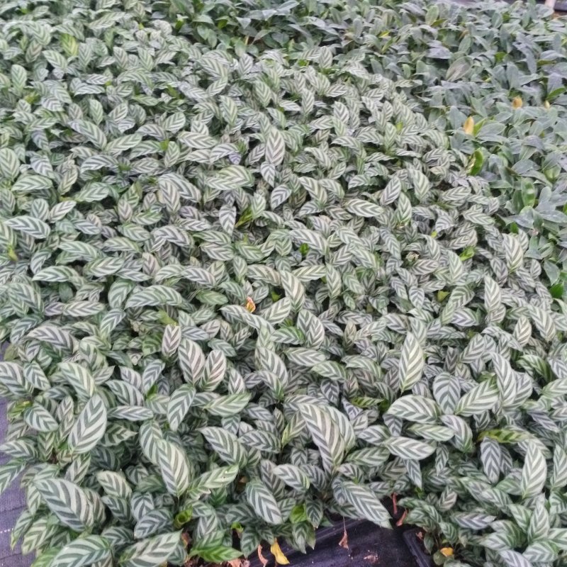 大量供应优质室内观叶绿植小盆栽用苗翠叶竹芋穴盘苗