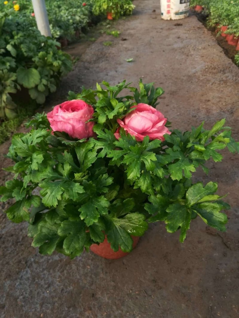 芹叶牡丹基地直供一手货源欢迎选购
