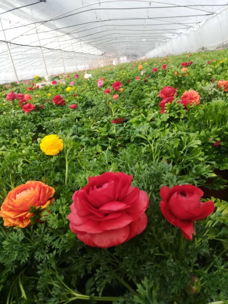 芹叶牡丹基地直供一手货源欢迎选购
