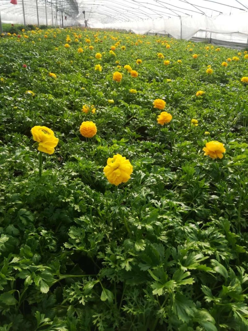 芹叶牡丹基地直供一手货源欢迎选购