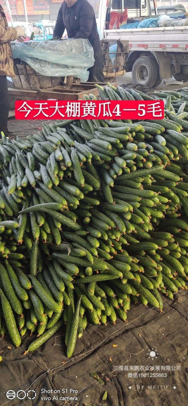 亮条黄瓜，大量上市，价格便宜