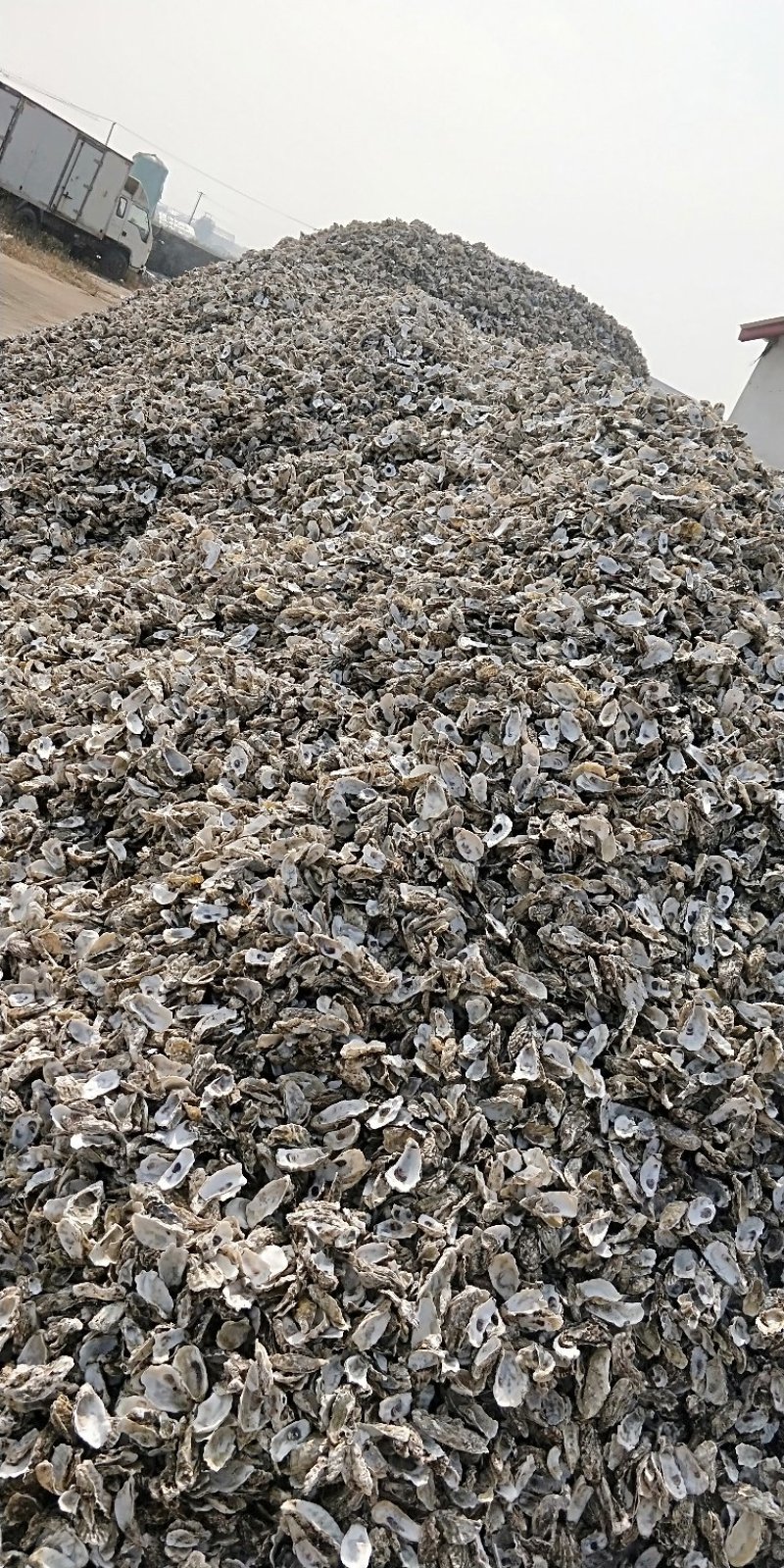 水洗牡蛎壳