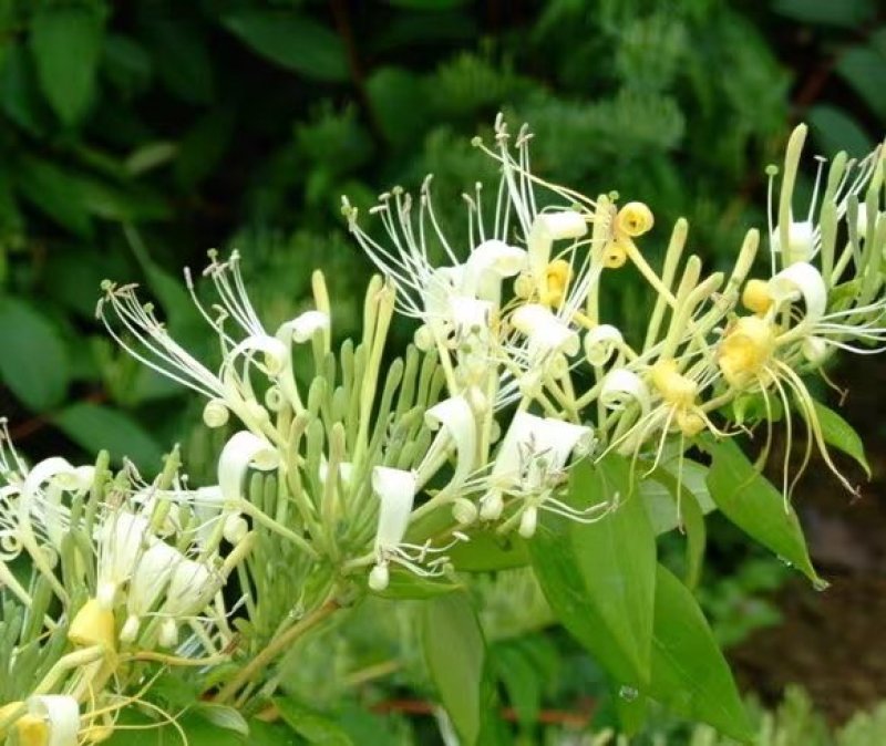 金银花苗广东广西金银花苗