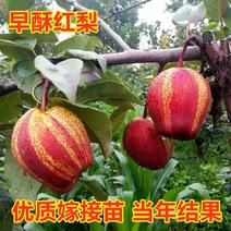 【红酥梨苗】南北方种植当年结果包品种包成活