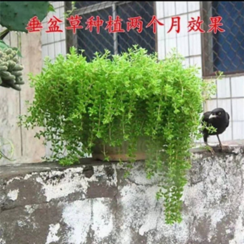 正宗垂盆草种苗可食用吊兰盆栽四季常青包邮