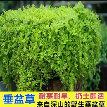 正宗垂盆草种苗可食用吊兰盆栽四季常青包邮