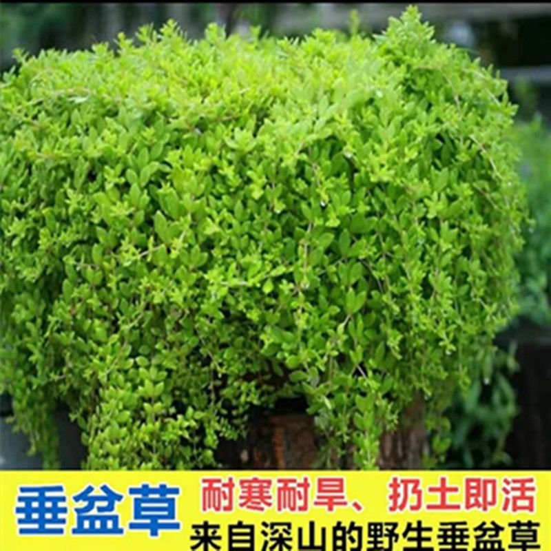 正宗垂盆草种苗可食用吊兰盆栽四季常青包邮