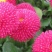 千日红种子火球花百日红圆仔花大花千日紫种子景观花海