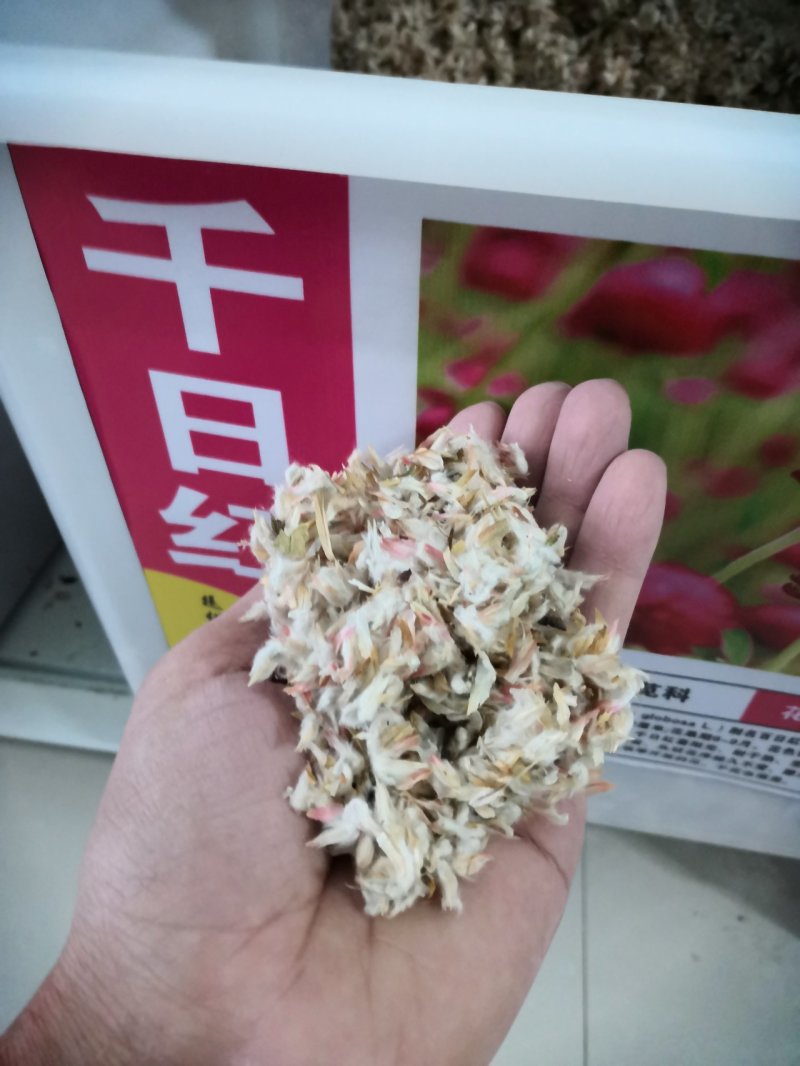 千日红种子火球花百日红圆仔花大花千日紫种子景观花海