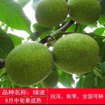 香玲嫁接核桃苗美国山核桃苗盆栽地栽苗南方北方种植