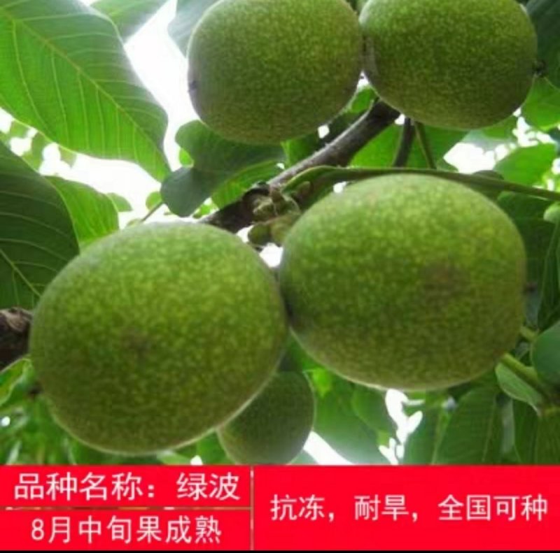 香玲嫁接核桃苗美国山核桃苗盆栽地栽苗南方北方种植