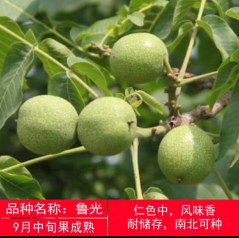 香玲嫁接核桃苗美国山核桃苗盆栽地栽苗南方北方种植