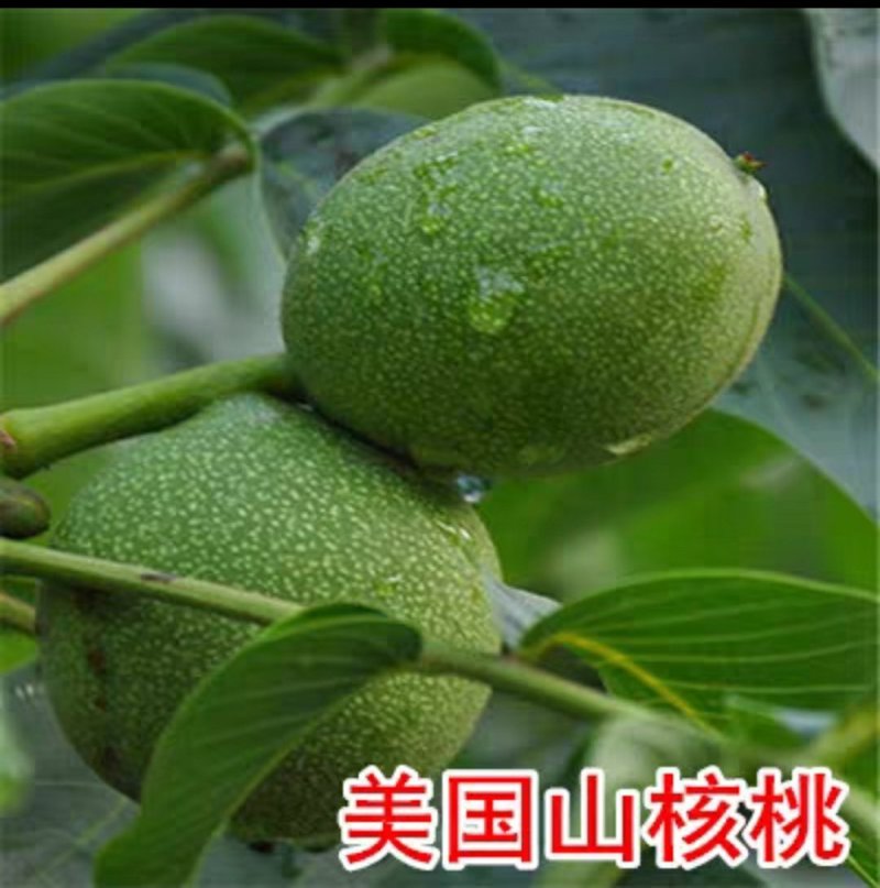 香玲嫁接核桃苗美国山核桃苗盆栽地栽苗南方北方种植