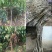 香玲嫁接核桃苗美国山核桃苗盆栽地栽苗南方北方种植