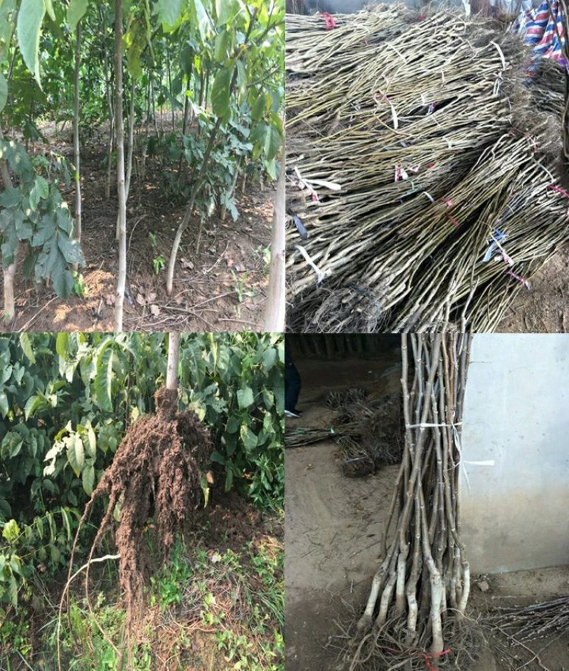 香玲嫁接核桃苗美国山核桃苗盆栽地栽苗南方北方种植