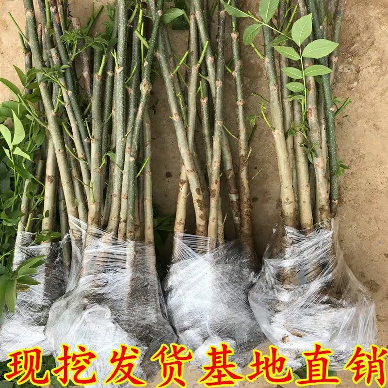 香玲嫁接核桃苗美国山核桃苗盆栽地栽苗南方北方种植