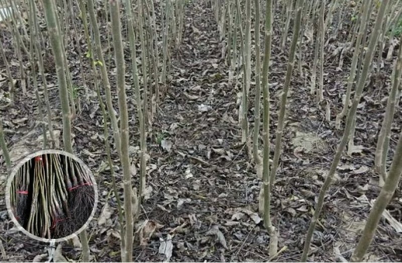 香玲嫁接核桃苗美国山核桃苗盆栽地栽苗南方北方种植