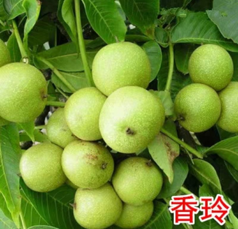 香玲嫁接核桃苗美国山核桃苗盆栽地栽苗南方北方种植