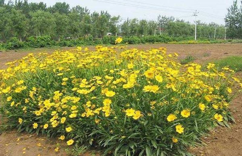 金鸡菊种子多年生宿根大花金鸡菊花籽四季易活
