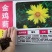 金鸡菊种子多年生宿根大花金鸡菊花籽四季易活
