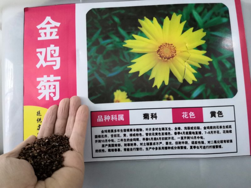 金鸡菊种子多年生宿根大花金鸡菊花籽四季易活