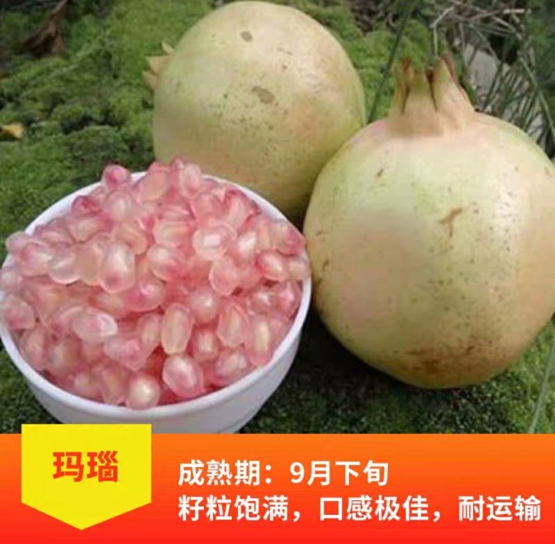 青皮石榴水晶无籽石榴苗树庭院果树苗地栽南北方种植