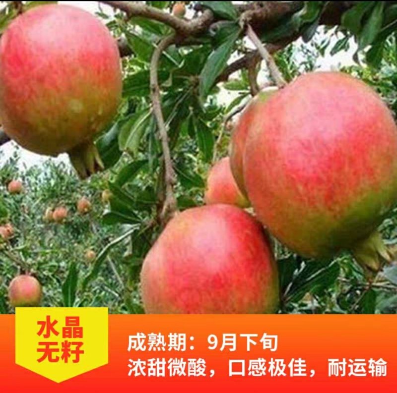 青皮石榴水晶无籽石榴苗树庭院果树苗地栽南北方种植
