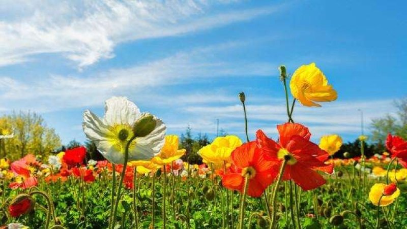 冰岛虞美人种子花种子四季易种花草卉盆栽植物花种籽子野花组