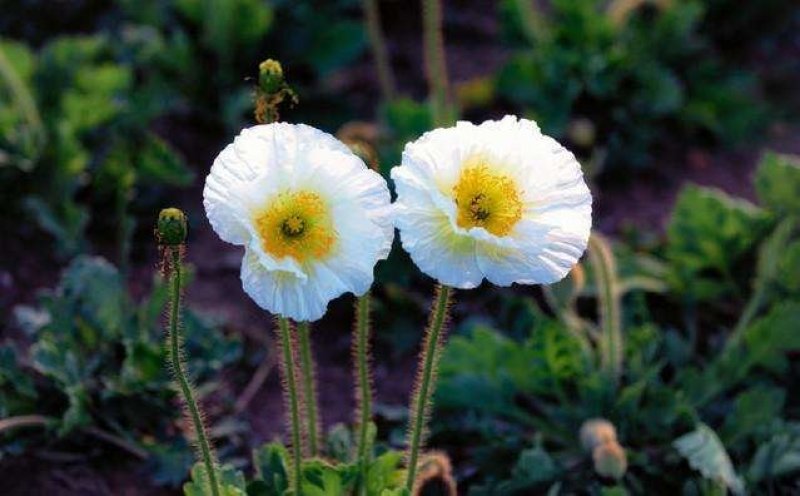 冰岛虞美人种子花种子四季易种花草卉盆栽植物花种籽子野花组