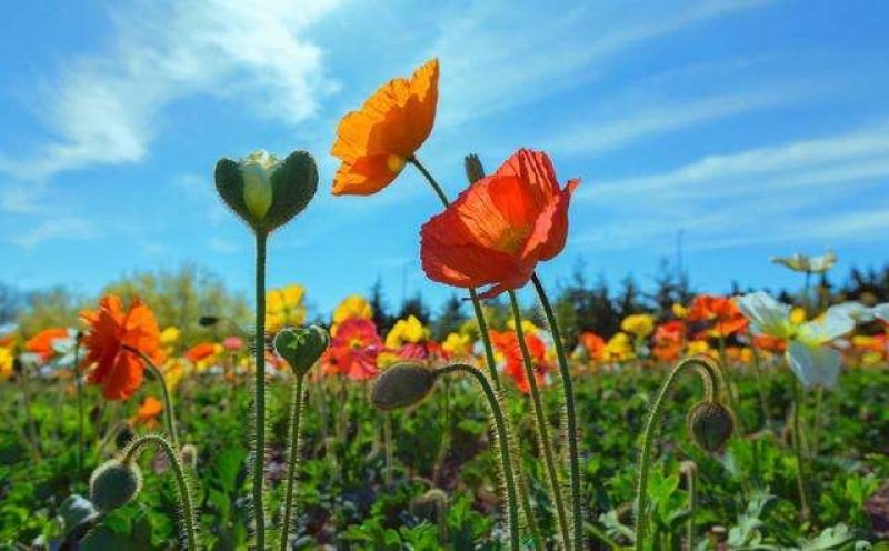 冰岛虞美人种子花种子四季易种花草卉盆栽植物花种籽子野花组