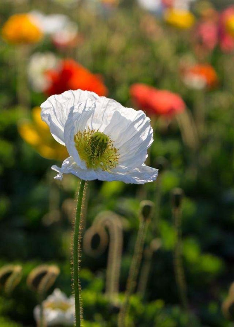 冰岛虞美人种子花种子四季易种花草卉盆栽植物花种籽子野花组