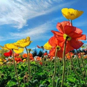 冰岛虞美人种子花种子四季易种花草卉盆栽植物花种籽子野花组