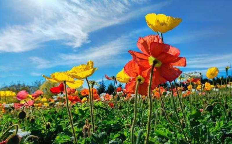 冰岛虞美人种子花种子四季易种花草卉盆栽植物花种籽子野花组
