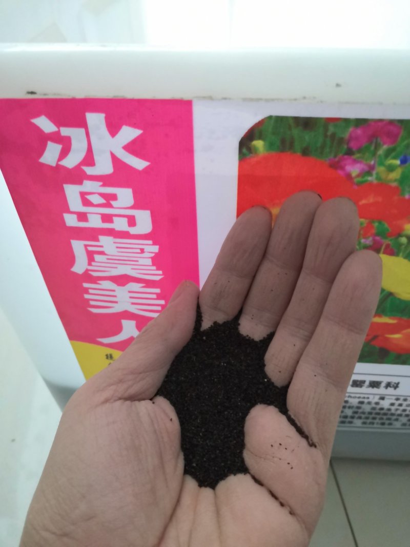 冰岛虞美人种子花种子四季易种花草卉盆栽植物花种籽子野花组