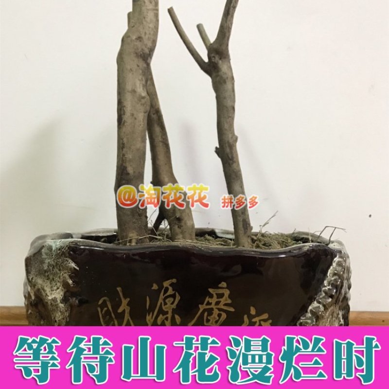 映山红映山红盆栽盆景下山桩树桩室内绿植花卉红花杜鹃花植物