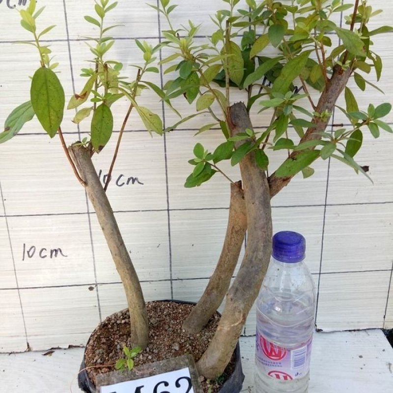 映山红映山红盆栽盆景下山桩树桩室内绿植花卉红花杜鹃花植物