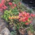 映山红映山红盆栽盆景下山桩树桩室内绿植花卉红花杜鹃花植物