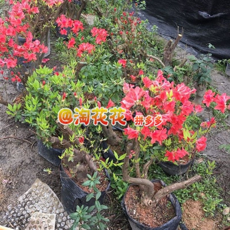 映山红映山红盆栽盆景下山桩树桩室内绿植花卉红花杜鹃花植物