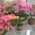 映山红映山红盆栽盆景下山桩树桩室内绿植花卉红花杜鹃花植物
