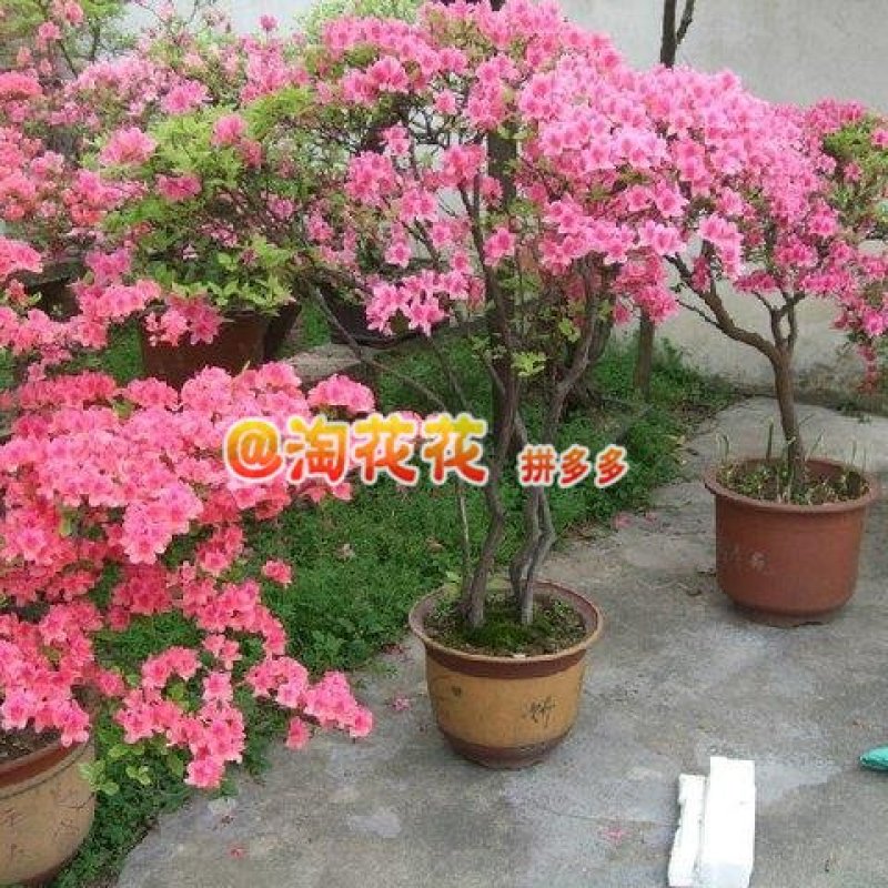 映山红映山红盆栽盆景下山桩树桩室内绿植花卉红花杜鹃花植物