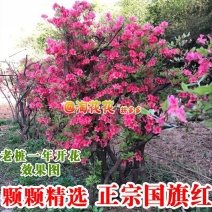 映山红映山红盆栽盆景下山桩树桩室内绿植花卉红花杜鹃花植物